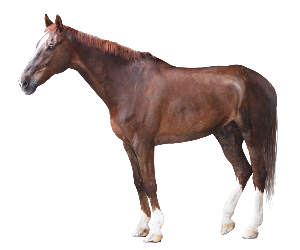 045c_H.png